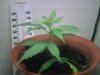 bushy%20clone%205.jpg