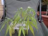 cuttings in water pic3 anow.jpg