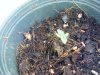 Seedlings 001.jpg