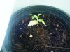 Seedlings 004.jpg