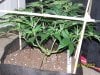 Scrog 13 025.jpg