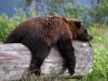 sleepy-grizzly-bear.jpg