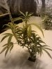 Day 16 Plant 1.jpg