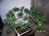 Scrog 15 016.jpg