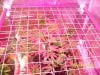 Scrog 15 021.jpg