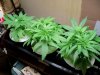 first grow 005.jpg