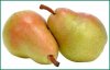 pear-2.jpg