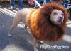 funny dog halloween costumes.jpg