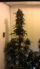 gimmethatfish-278699-albums-bcnl-bloombox-barney-s-farm-lsd-picture2395719-imag0064.jpg