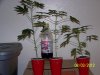 Party Grow 5 009.jpg