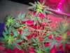 Party Grow 10 017.jpg