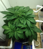 Blue Widow @ 34 Days.png