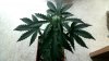 ArcSoft_Image91.jpg
