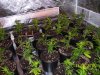 13 days old 005.jpg