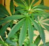 grow01_10weeks-09-15_4022cropped.small.jpg