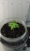 IMAG0406_cleaned.jpg