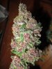 day57-bcs-harvest2.jpg