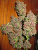 day57-bcs-harvest6.jpg