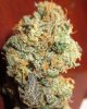 gdc-harvestbud2.jpg