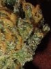 gdc-harvestbud4.jpg