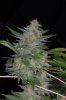 Romulan_Day70_Harvest_sideflower2.jpg