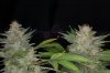 Romulan_Day70_Harvest_twins.jpg