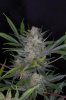 DairyQueen_DQ1_Day64_sideflower2.jpg