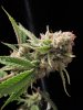 space dawg #4 side bud.jpg