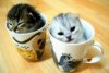 funny-kittens.preview.jpg