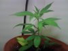 bushy%20clone%206.jpg