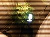 IMG01887-20120908-1400.jpg