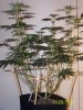 Scrog 21 009.jpg