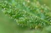 Trichomes 3011 b.jpg