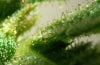 Trichomes 0212 h.jpg