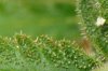 Trichomes 0212 a.jpg