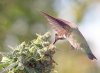 Humming Bird Feasting on Cannabis.jpg