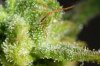 Flower 0812 iii - Trichs A.jpg