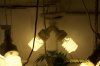 lights 9-23.jpg