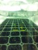 seedlings doing better.jpg