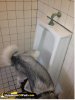 dog-using-urinal-525x700_zpsd95a51f9.jpg