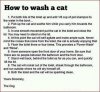 How_To_Wash_A_Cat_zps4a30480f.jpg