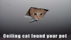 ceiling-cat-found-your-pot.png