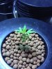 vortex plant problem.jpg