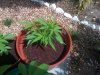 Shining Silver Haze Clone 2.jpg