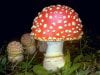 Amanita_muscaria(tfl-c0229-35).jpg