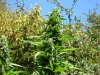 buds 9-17-08 002.jpg