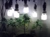 plant%20with%20lights.jpg