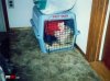 parenting-fail-kid-dog-cage_zps83d689c2.jpg