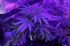 aspen og.jpg