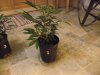 plant1.jpg